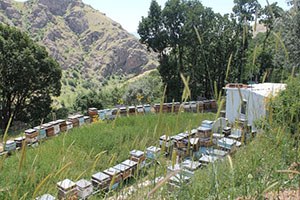 Arıcılara 350 Bin TL  Arılı Kovan Desteği