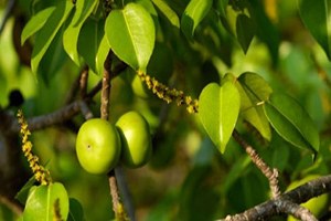 Ölüm Ağacı! Bir Parçası Bile Öldürüyor
