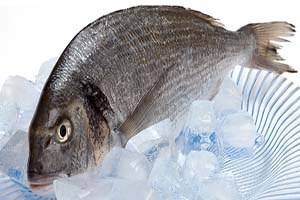 Çeşme Suyunda Balık Yetiştirilebilecek