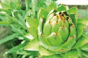 Su İle İlgili Proje Üretilmezse, Üretim Alanları Küçülecek