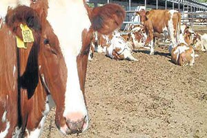 Gölpazarı`nda Şap Karantinası