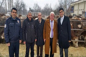 Halkapınar`da Gebe Düve Dağıtımı