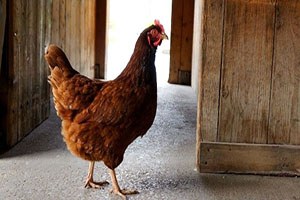 Hırsızlar 5 Bin Liralık Tavuk Çaldı