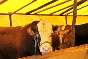 Samsun`da Şap Hastalığından Telef Olan Hayvan Yok