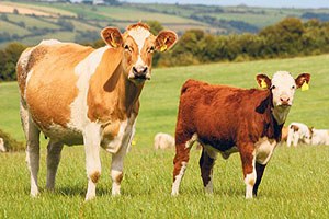 İthalat Da Et Fiyatlarını Düşüremedi