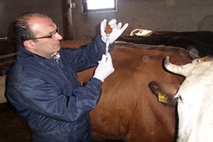 İzmir`de Büyükbaş Hayvanların Yüzde 80`ni Aşılandı