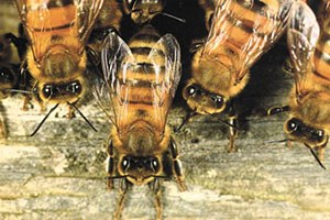 Kastamonu`da 526 Bin Lira Arılı Kovan Desteği Yapıldı