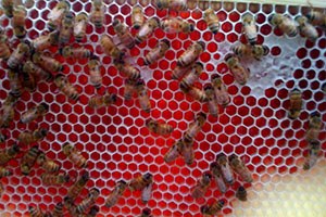 Osmaniye`deki `Kırmızı Bal`In Sırrı Arap Sümbülü Poleni