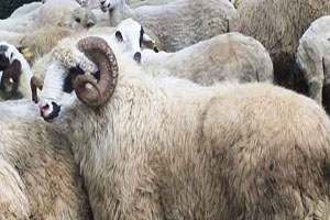 Bingöl`de 41 Yetiştiriciye 227 Koç Dağıtıldı