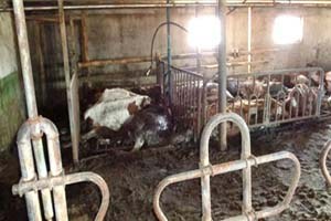 Norveç`te Aç Bırakılan Büyükbaş Hayvanlar Telef Oldu