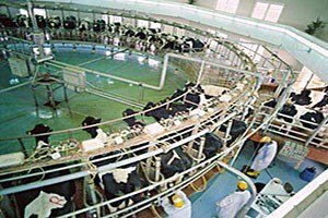 Süt Sağım Sistemlerine % 70 Destek