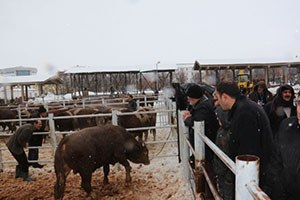 Bingöl`de Yetiştiricilere Damızlık Boğa Dağıtıldı