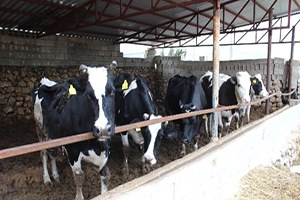 Adıyaman`da Şap Hastalığında Yüzde 93 Oranında Aşılama Yapıldı