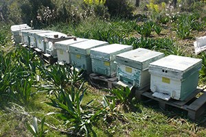 Büyükşehir`den Arı Üreticilerine Büyük Destek