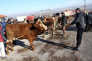 Besici, Hayvan Pazarının Açılmasına Sevindi