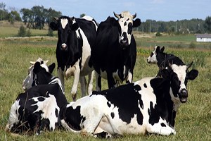 Hayvancılıkta Islah Çalıışmaları Geliştirilmeli