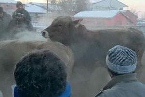 Erzurumlu Besicilere Boğa Ve Koç Dağıtıldı