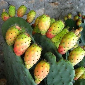 Dünyanın Kaktüs Gücüyle Çalışan İlk Biyogaz Tesisi Meksika`da Açıldı