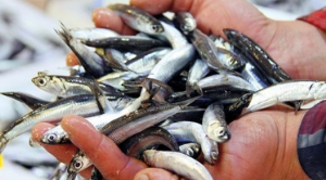 Başkentliler 2015`te En Çok Hamsi Tüketti