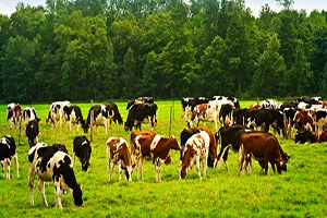 Hayvancılık Geliştirilmeden Et Fiyatları Düşmez