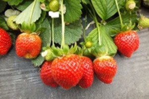 Keskin Bir Zeka İçin Bu Gıda Listesini Saklayın!