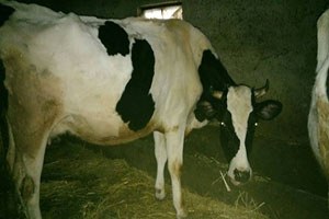 Kırklareli`nde Sığır Sayısı 146 Bin 924