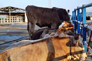 Kırşehir`de `Şap Hastalığı Karantinası` Sona Erdi