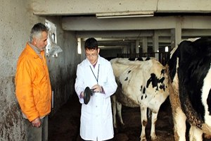 Kocaeli`de Hayvancılık Sektörü Yüzde 60 Büyüdü