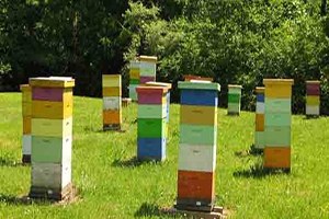 Kozan`da `Arıcılık Paneli` Düzenlenecek