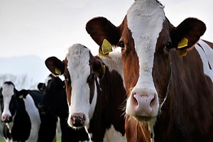 Malatya`da Yüzde 78 Oranında Şap Aşılaması Yapıldı