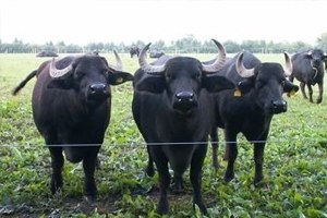 Kütahya`da Üreticiler `Organik Manda` Yetiştirecek