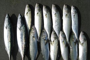 Türkiye Avrupa`nın En Fazla Balık Satan Ülkesi