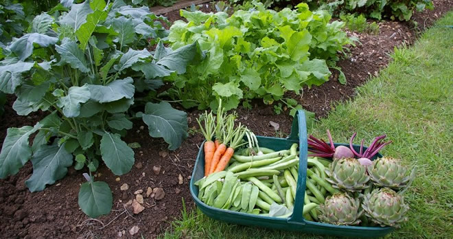 Kentin Gizli Bahçeleri : Kent Bostanları