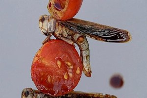 AB`in Yeni Gıdası: Böcekler