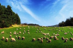 Akkışla`da 85 Bin Küçükbaş Hayvanı Otlatacak Mera Bulamıyorlar