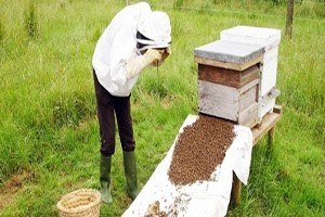 Bayburt`ta, Arı Yetiştiricileri Bilgilendirildi