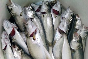 Çinekop, Kırmızı Eti Solladı