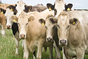 Ege Bölgesinde En Az Sığır Uşak`ta