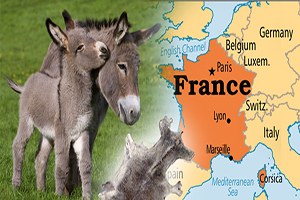 Fransa Eşek Derisi İstiyor