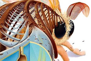 Geleceğin Enerji Kaynağı Böcekler!