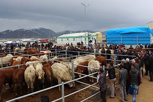 Hayvan Yetiştiricilerine Yüzde 80 Hibe Desteği
