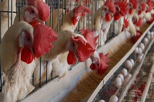 Bilecik`te Kanatlı Sektöründe `Biyogüvenlik` Toplantısı