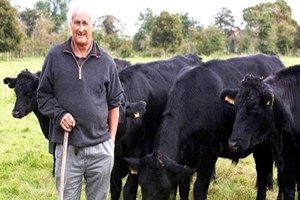 Kütahya`da Sığır Sayısı 171 Bin 141, Manda Sayısı da 2 Bin 965