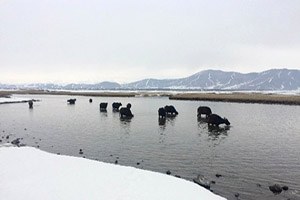 Mandalar Yaz Kış Su İçerisinden Taze Ot Yiyor