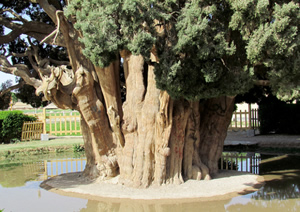 Dünyanın En Yaşlı İkinci Ağacı İran`da