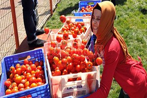 17. Tarım ve Seracılık Festivaline Doğru