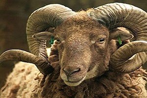 Teşviklerle Hayvancılık Canlandı