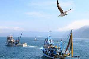 Umduğunu Bulamayan Balıkçı Kıyıya Erken Çekiliyor