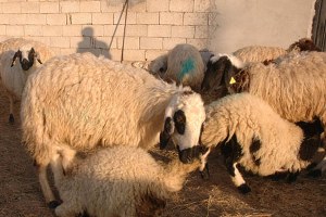 Çaldıran`da Yem Sıkıntısı