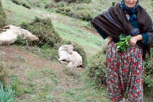 Zirai İlaçlı Ot Yiyen Keçiler Telef Oldu